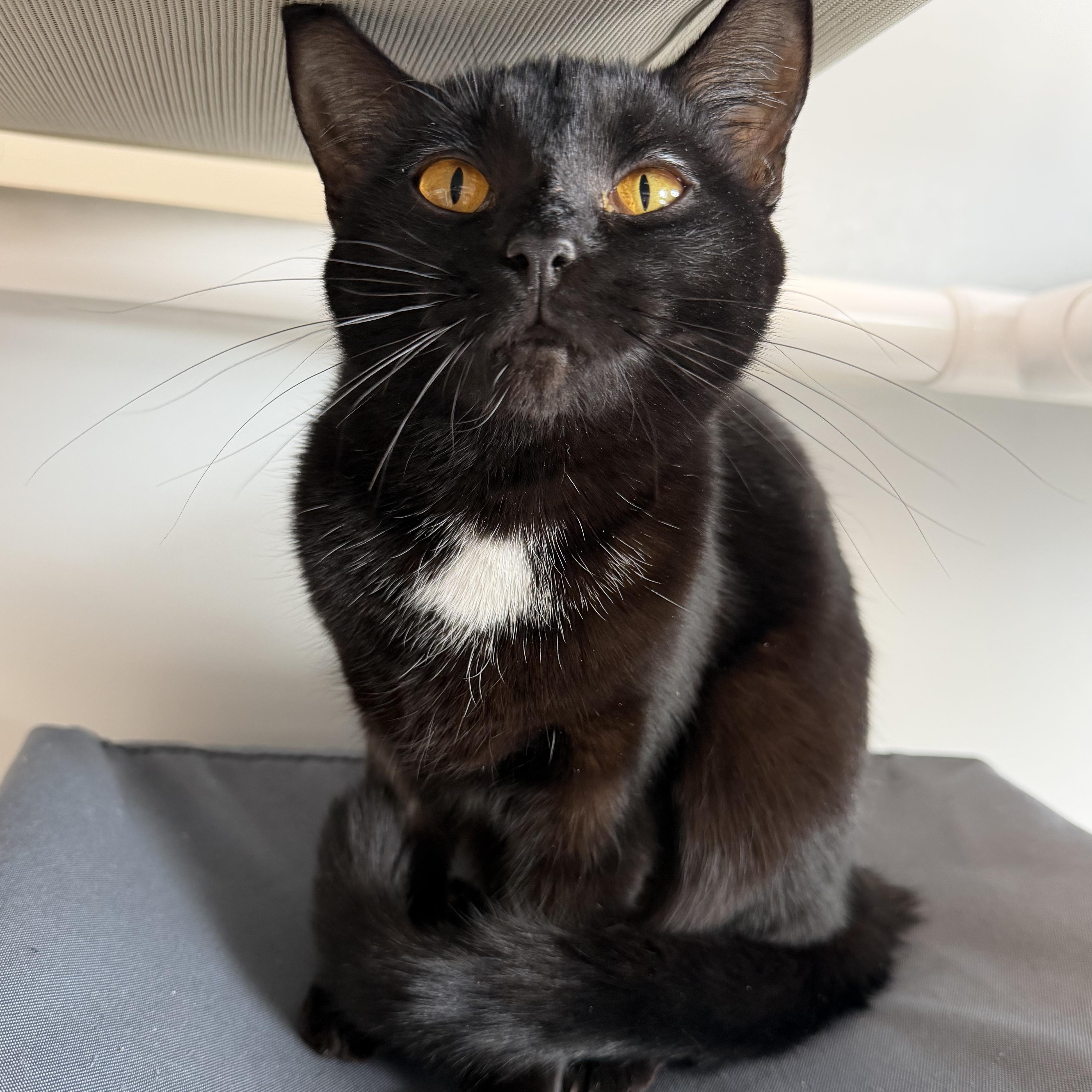 Enlarge Paul, a ADOPTABLE Domestic Short Hair in Cooperstown, NY image 4/5