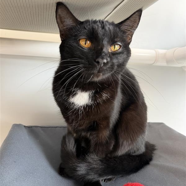 Enlarge Paul, a ADOPTABLE Domestic Short Hair in Cooperstown, NY image 3/5