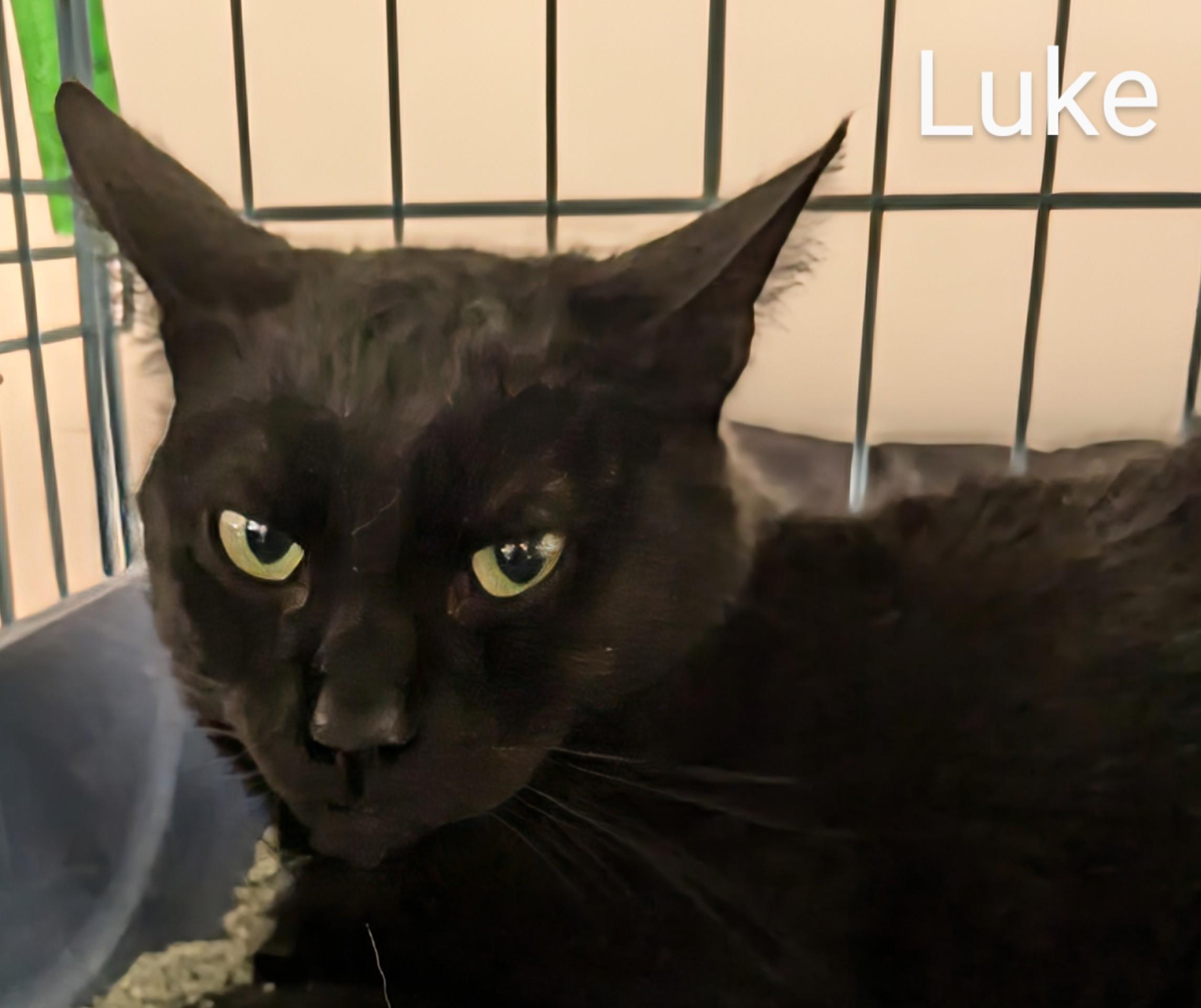 Luke, a Adopted Domestic Short Hair in St Catharines, ON image 2/2