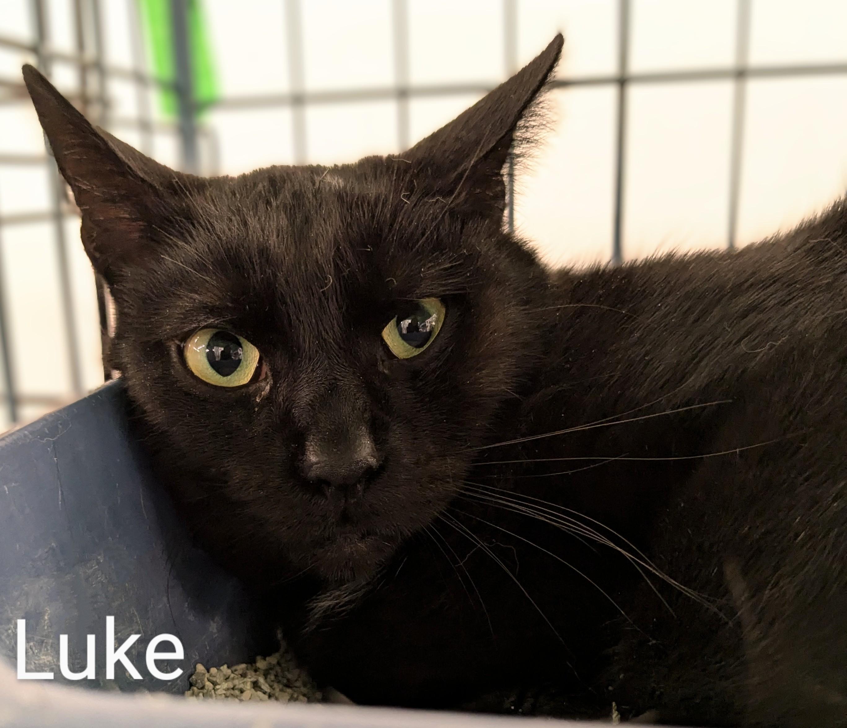 Luke, a Adopted Domestic Short Hair in St Catharines, ON image 1/2