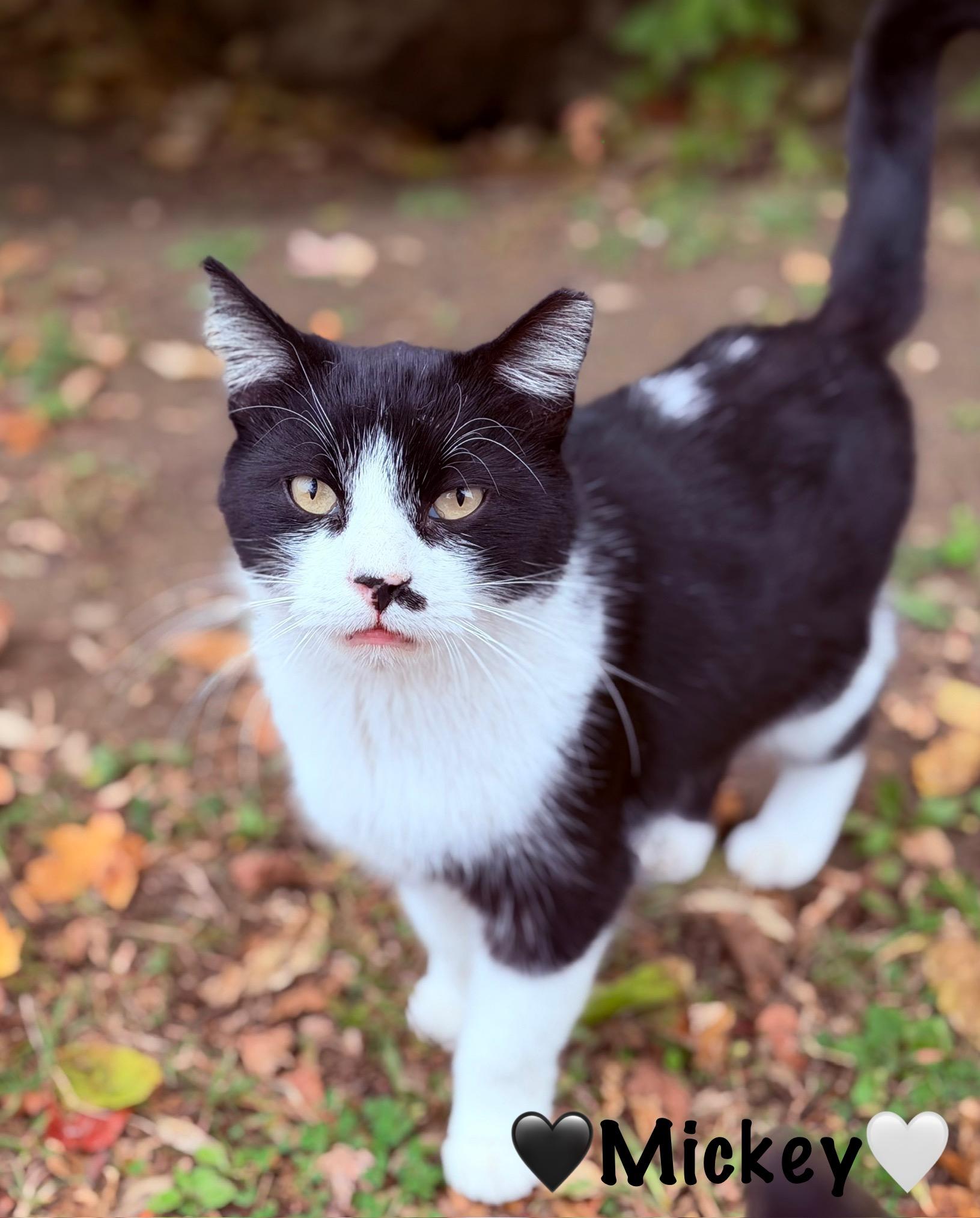 Mickey, Adoptable, Adult Male Domestic Short Hair.