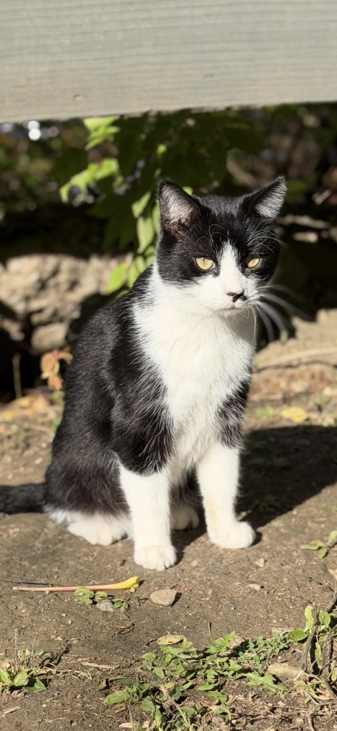 Enlarge Mickey, a Adoptable Domestic Short Hair in Copley, OH image 2/2
