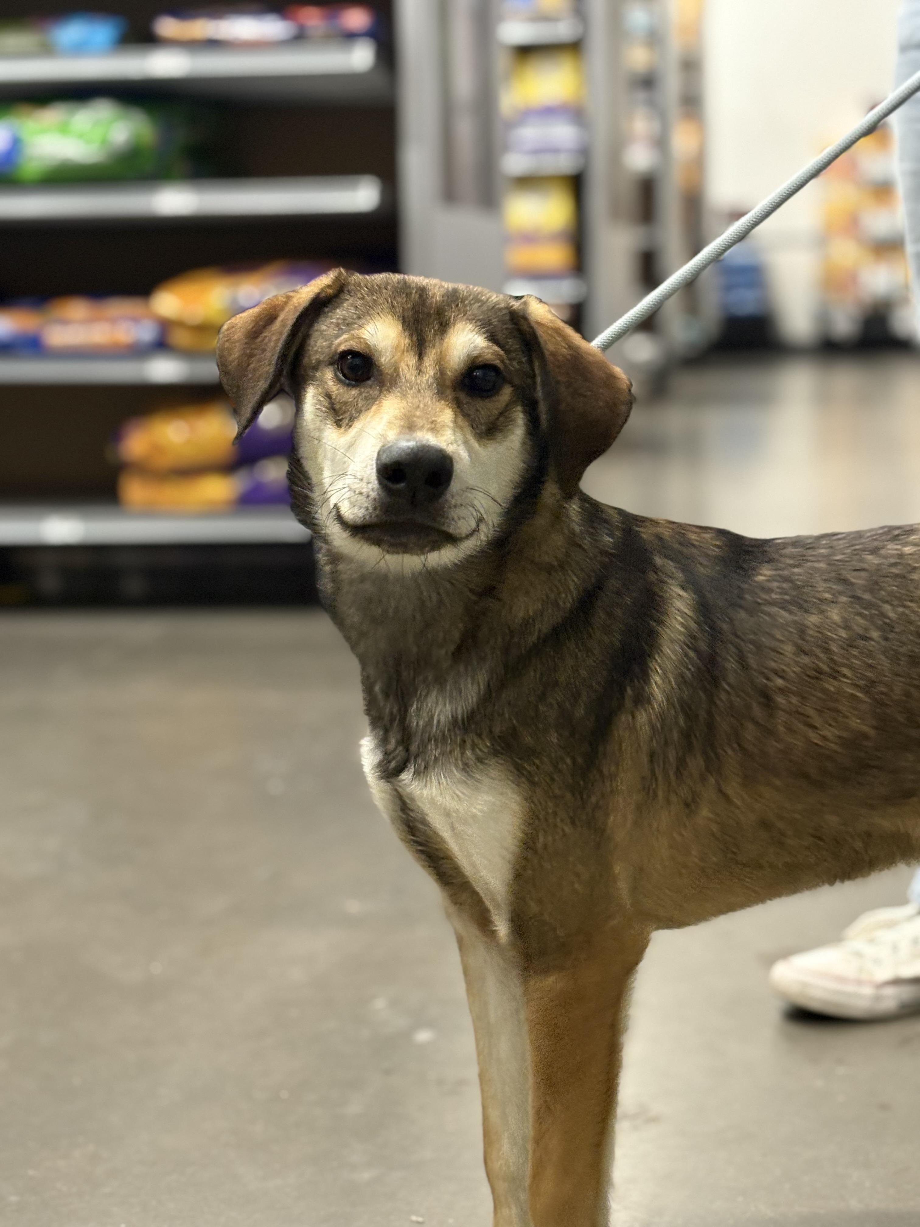 Atlas, Adoptable, Puppy Male Labrador Retriever.