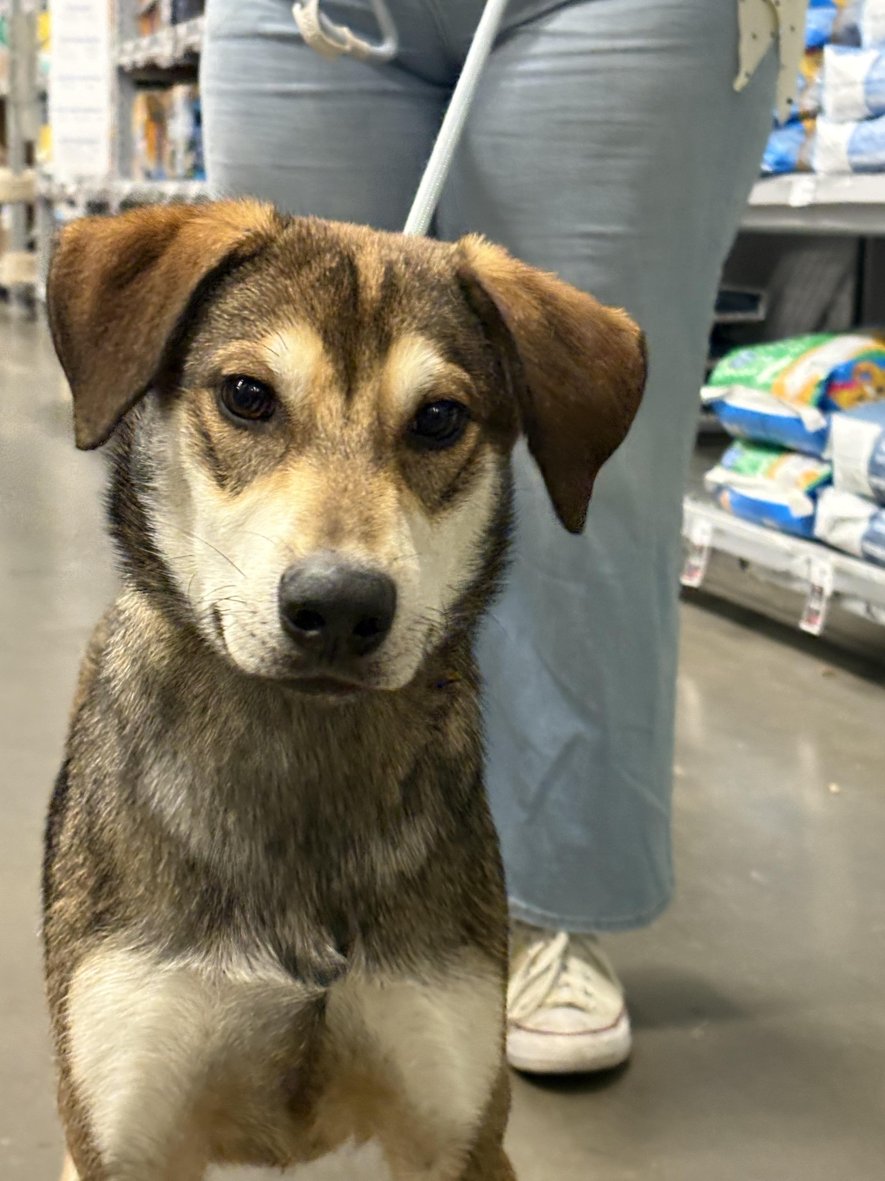 Enlarge Atlas, a Adoptable mixed breed in Zimmerman, MN image 3/3