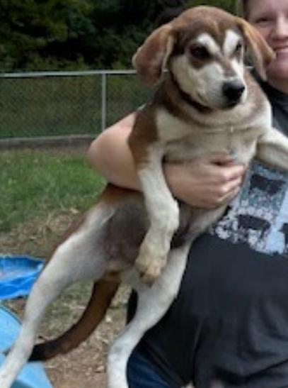 Enlarge Atlas, a Adoptable mixed breed in Zimmerman, MN image 2/3