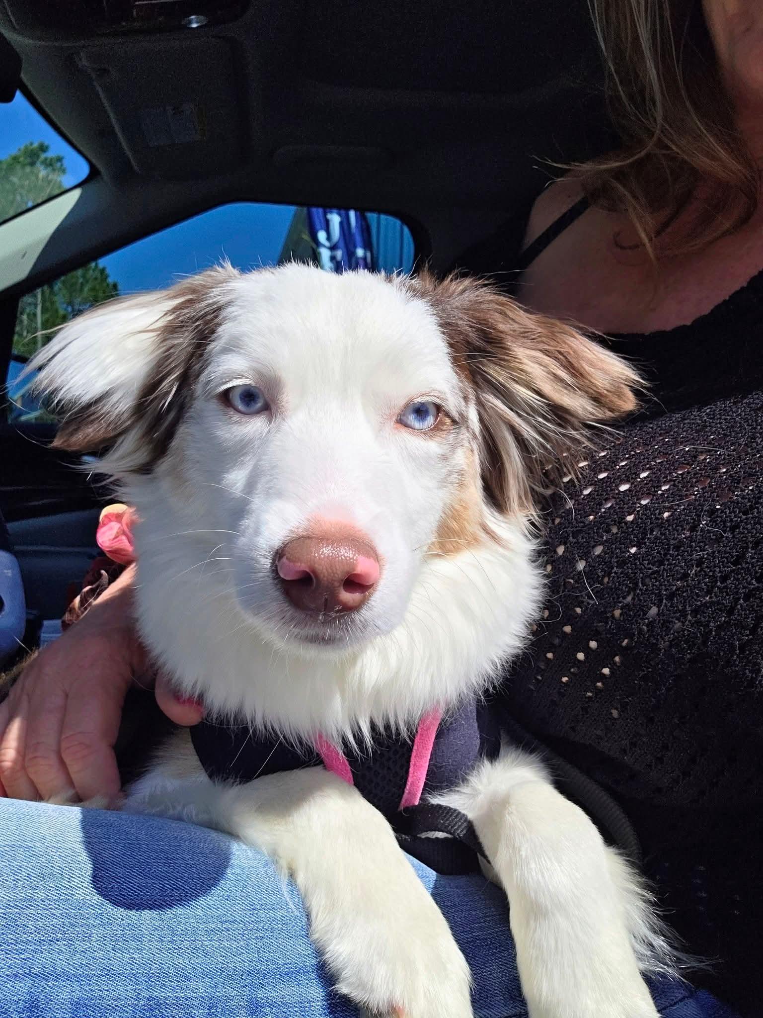 Sangria, adopted, Young Female Australian Shepherd.