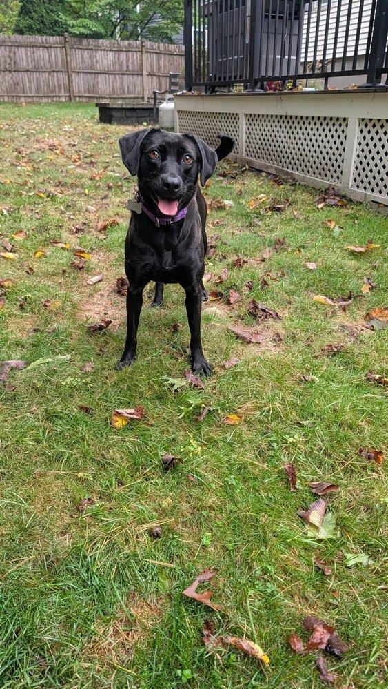 Enlarge Winkle Jackson, a Adoptable mixed breed in Boston, MA image 1/6