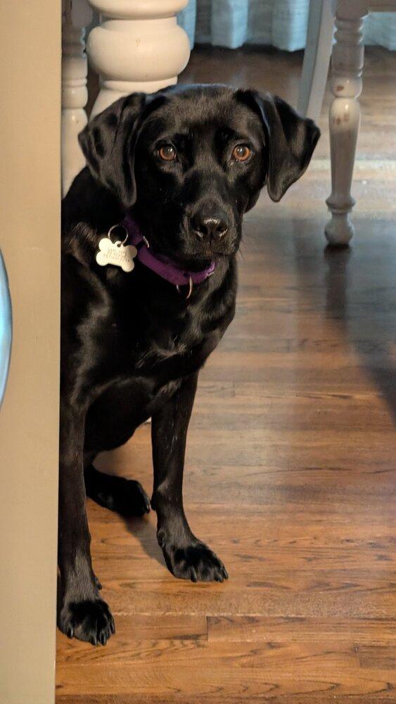Enlarge Winkle Jackson, a Adoptable mixed breed in Boston, MA image 2/6