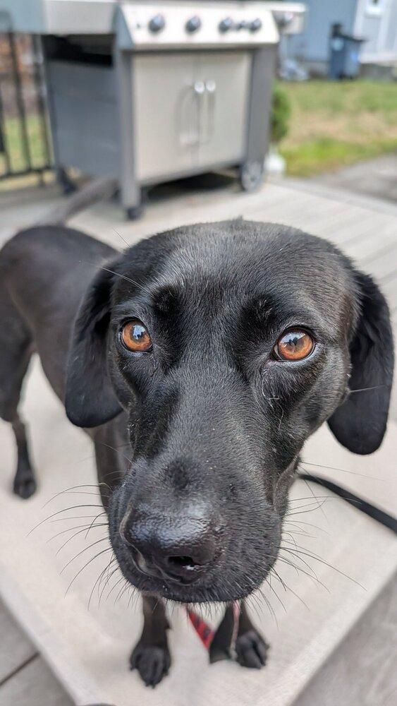 Enlarge Winkle Jackson, a Adoptable mixed breed in Boston, MA image 3/6