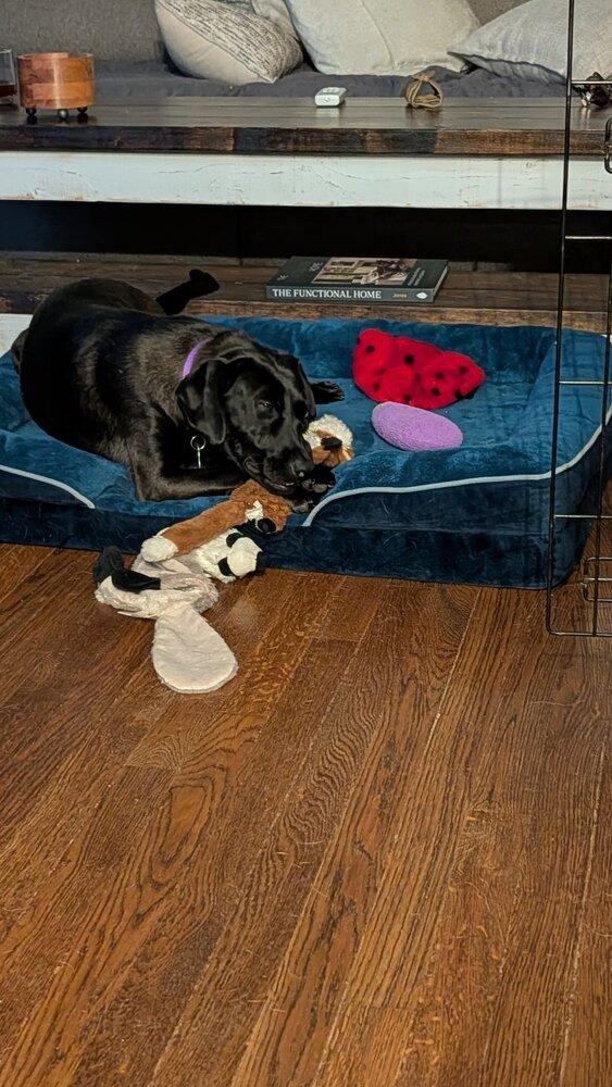 Enlarge Winkle Jackson, a Adoptable mixed breed in Boston, MA image 4/6