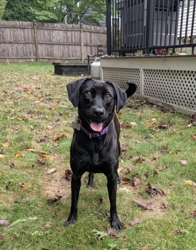 Enlarge Winkle Jackson, a Adoptable mixed breed in Boston, MA image 5/6