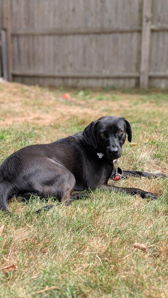 Enlarge Winkle Jackson, a Adoptable mixed breed in Boston, MA image 6/6