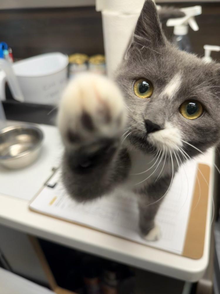 Enlarge Baloo, a Adoptable Domestic Short Hair in East hartford, CT image 1/5