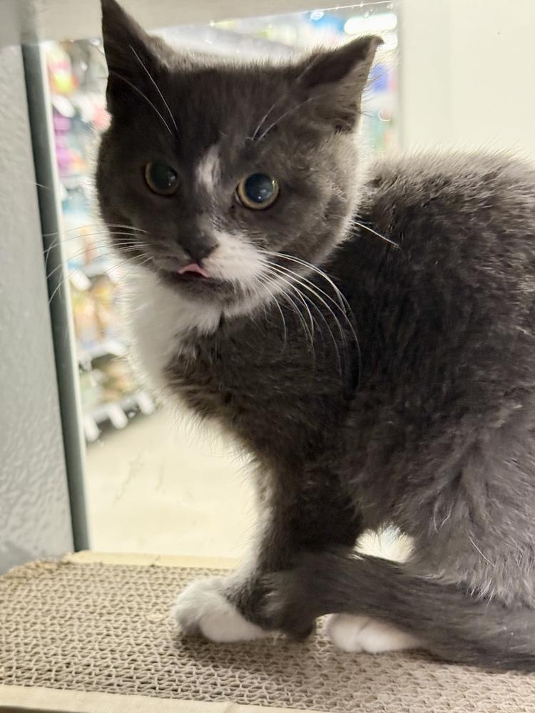 Enlarge Baloo, a Adoptable Domestic Short Hair in East hartford, CT image 2/5