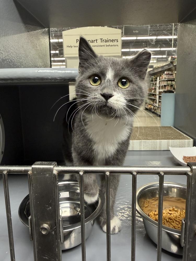 Enlarge Baloo, a Adoptable Domestic Short Hair in East hartford, CT image 3/5