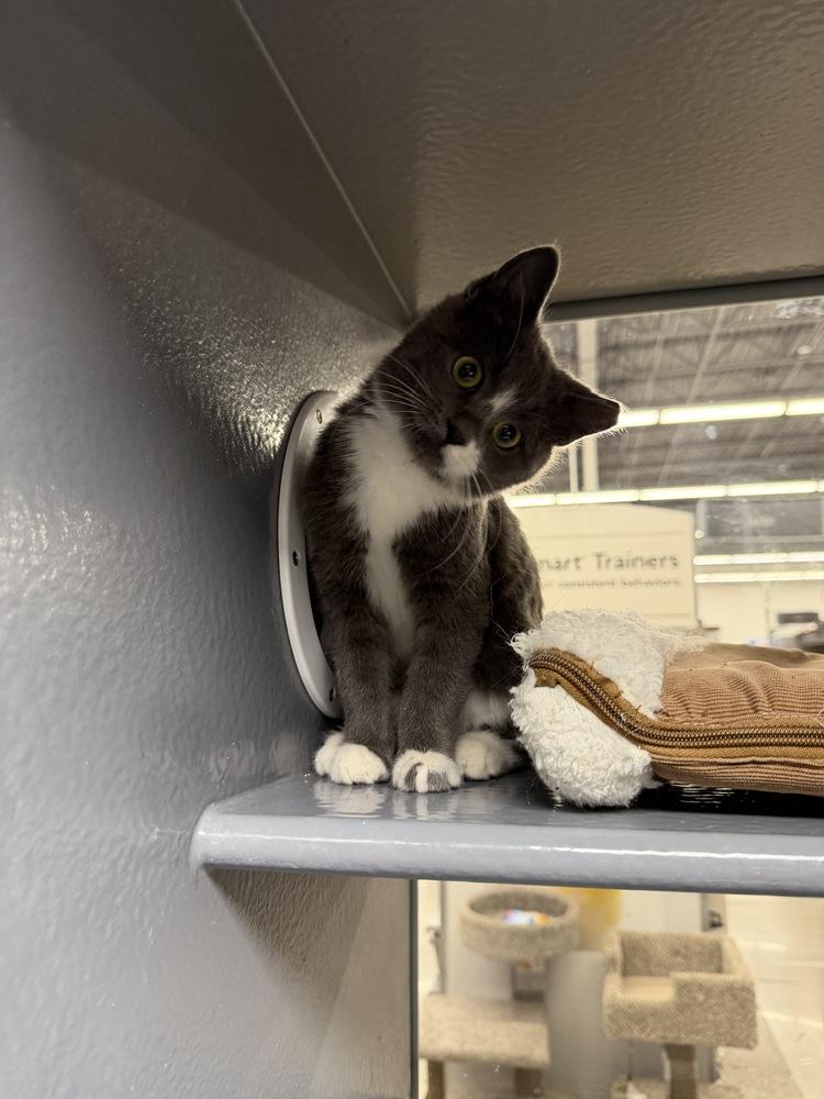 Enlarge Baloo, a Adoptable Domestic Short Hair in East hartford, CT image 4/5