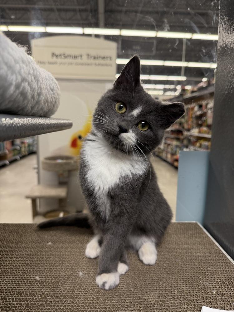 Enlarge Baloo, a Adoptable Domestic Short Hair in East hartford, CT image 5/5