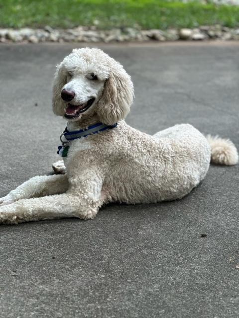 MILO, adoptable, Young Male Standard Poodle.