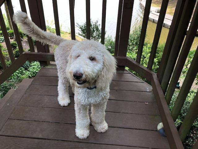 Enlarge MILO, an adoptable Standard Poodle in Cary, NC image 5/5