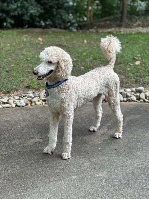 Enlarge MILO, an adoptable Standard Poodle in Cary, NC image 4/5