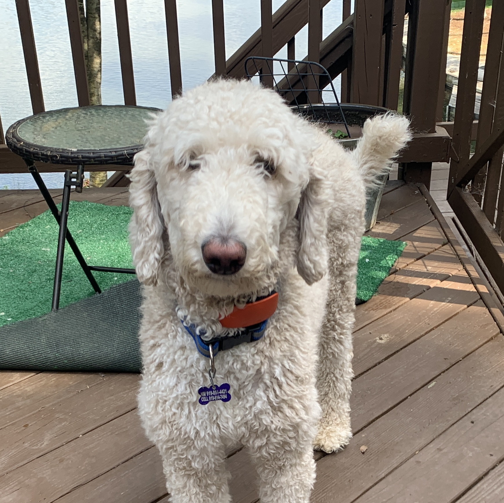Enlarge MILO, an adoptable Standard Poodle in Cary, NC image 2/5