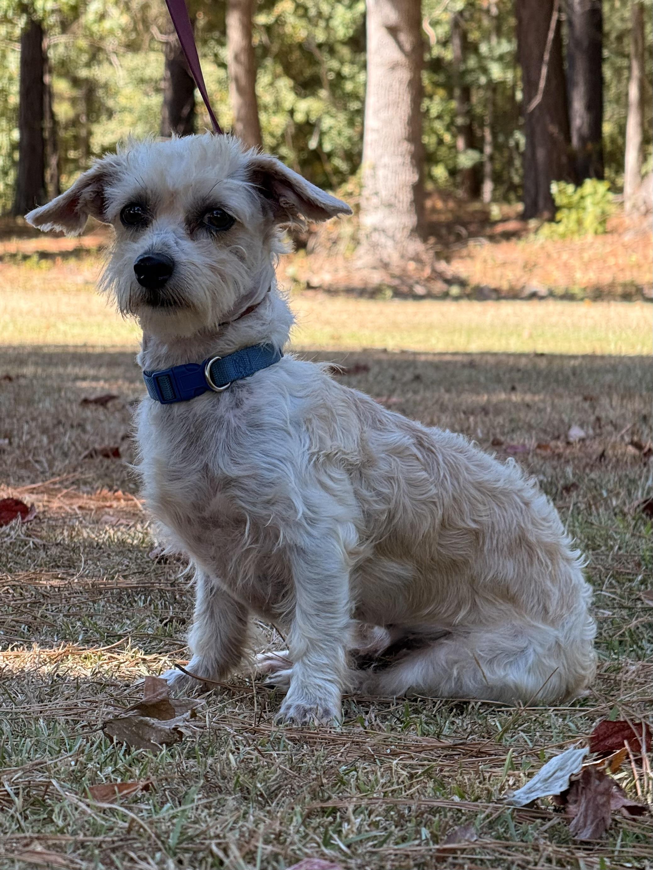 Enlarge Jinx, a Adoptable mixed breed in Texarkana, TX image 3/5