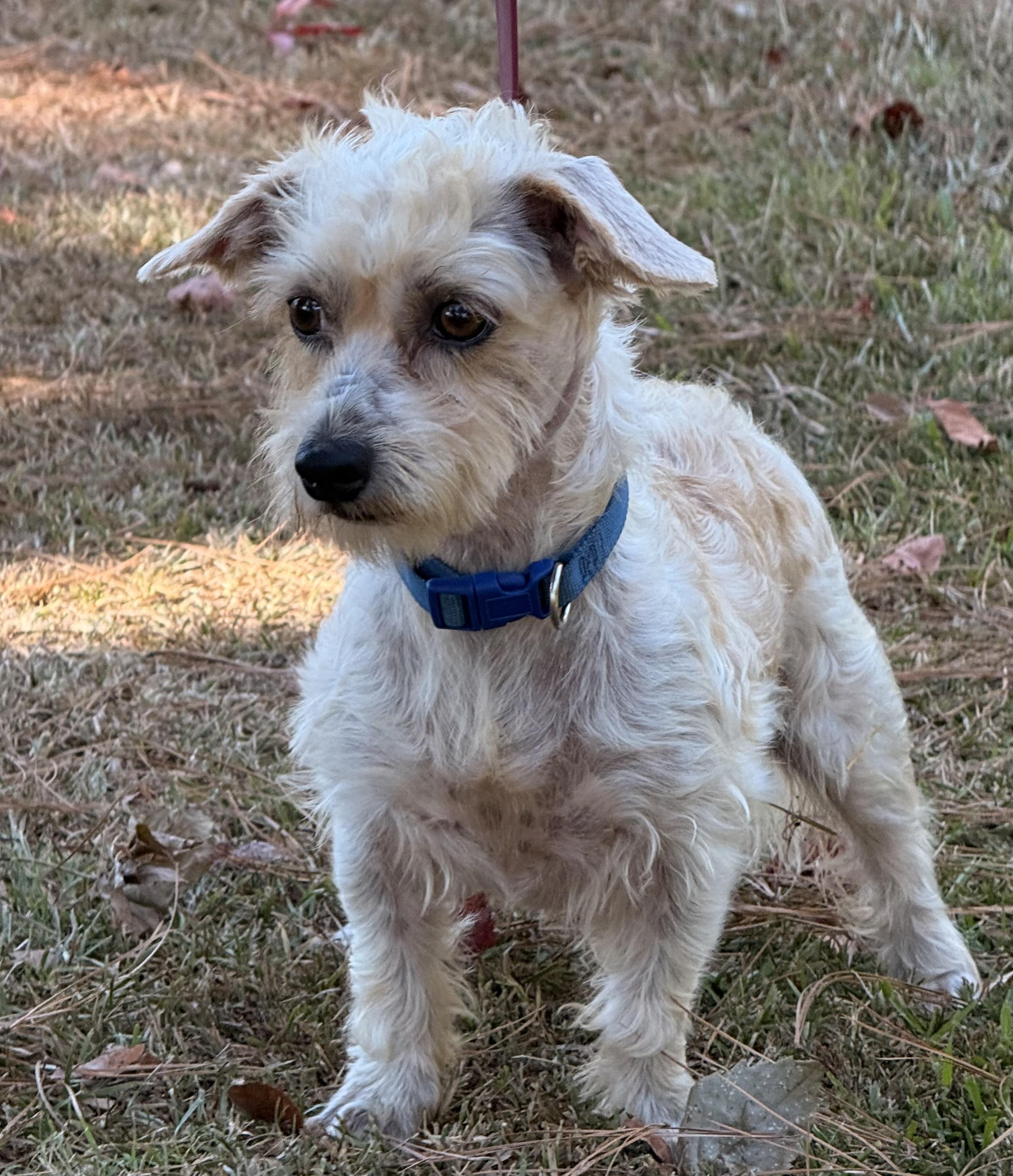 Enlarge Jinx, a Adoptable mixed breed in Texarkana, TX image 4/5