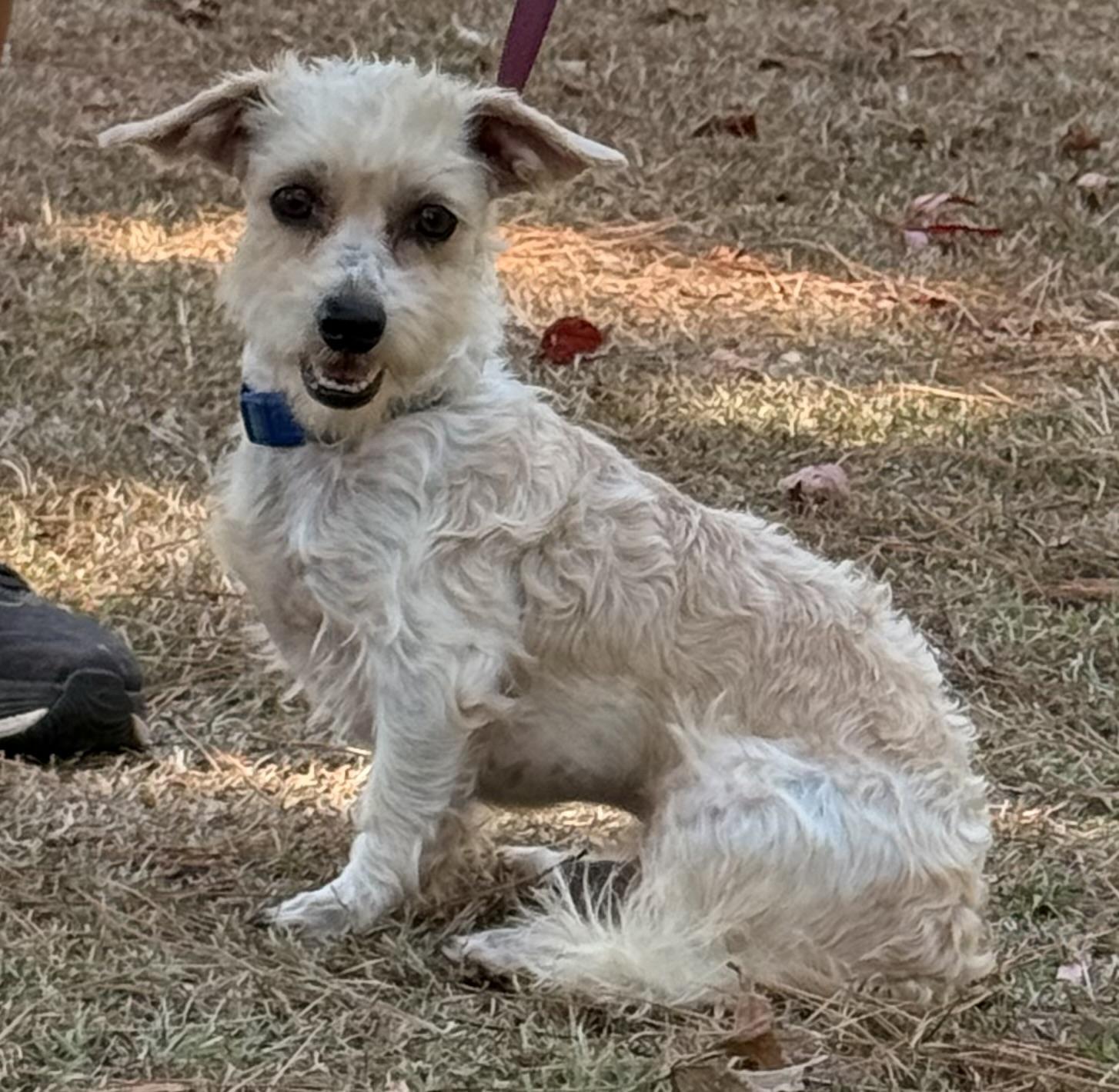 Jinx, Adoptable, Adult Male Maltese.