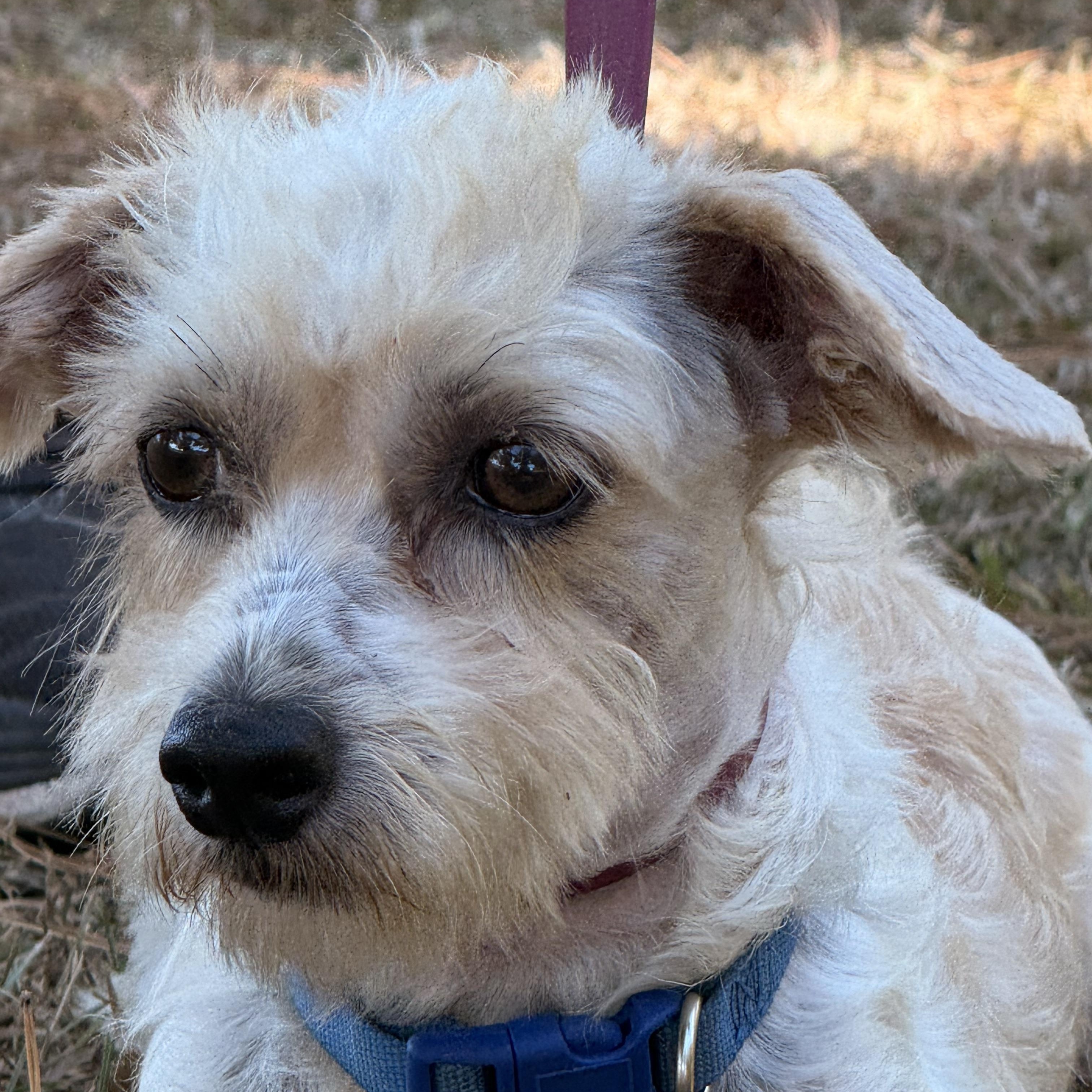 Enlarge Jinx, a Adoptable mixed breed in Texarkana, TX image 5/5