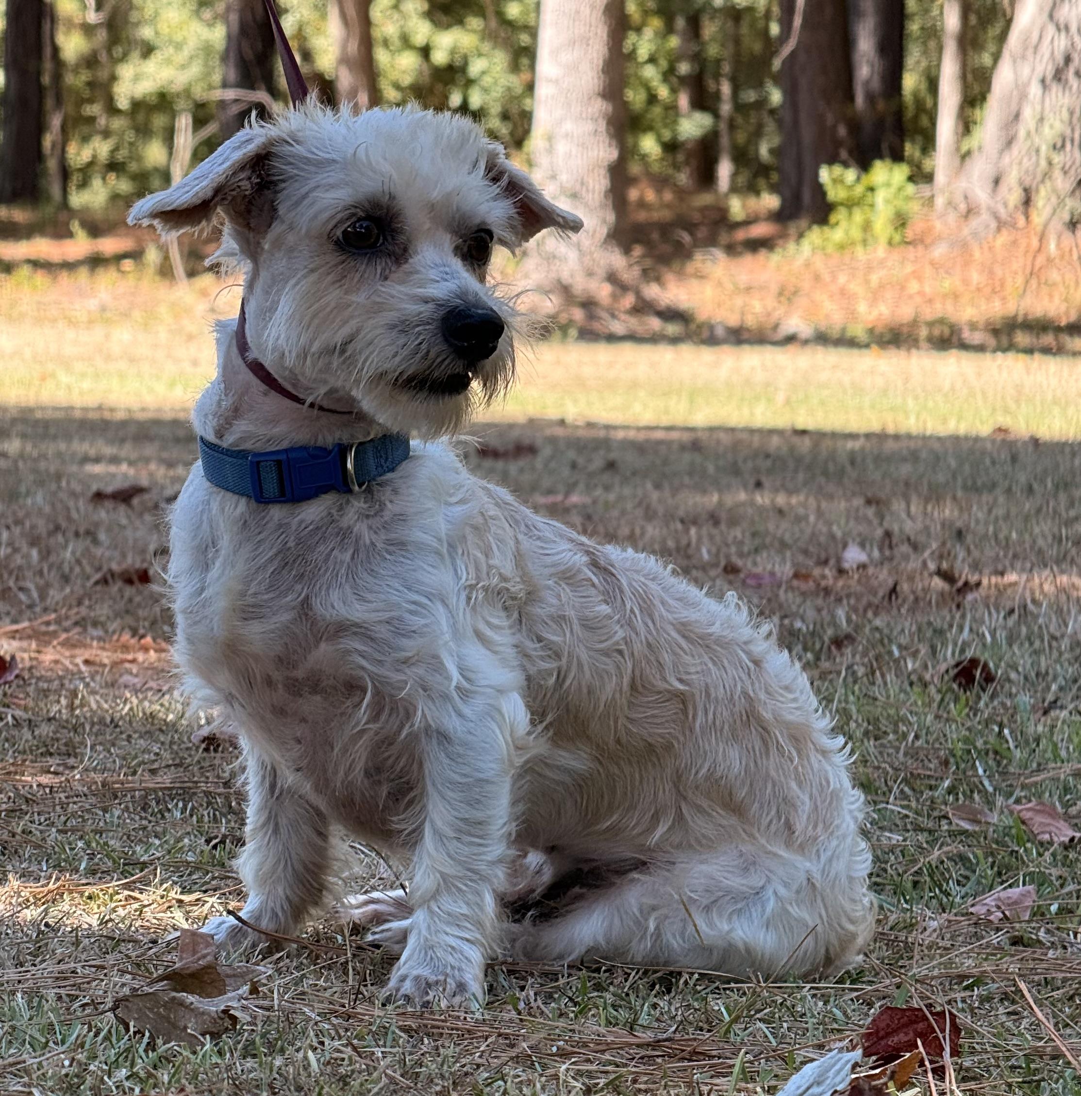 Enlarge Jinx, a Adoptable mixed breed in Texarkana, TX image 2/5