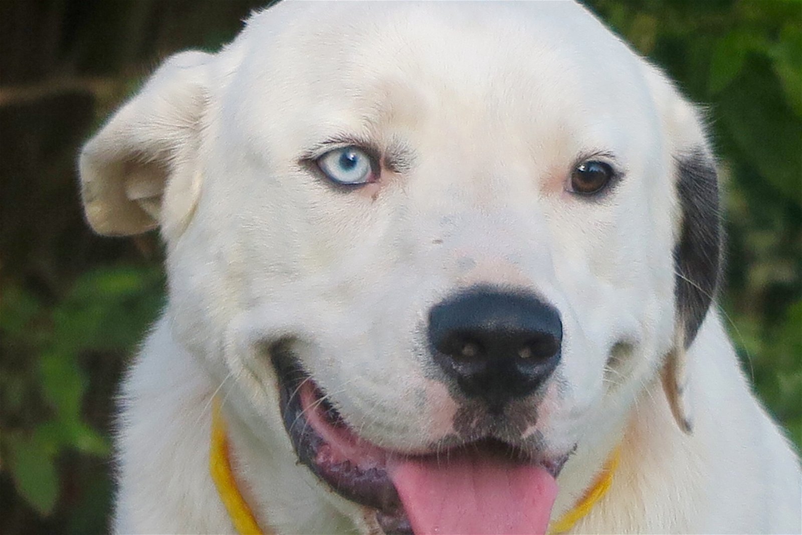 Sponsor Joe Sanctuary 2016, a Adoptable mixed breed in Prague, OK image 3/9