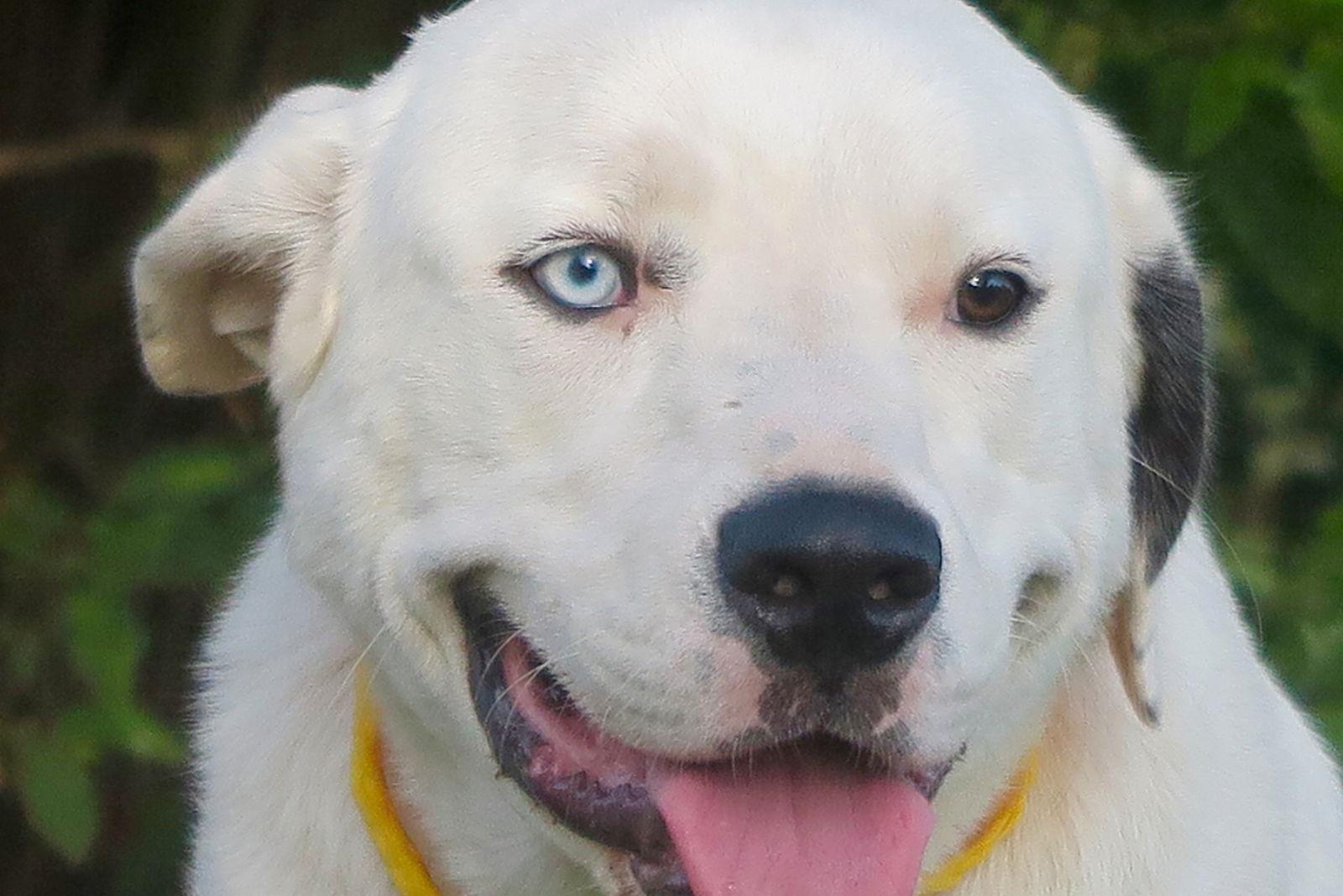 Enlarge Sponsor Joe Sanctuary 2016, a Adoptable mixed breed in Prague, OK image 2/6