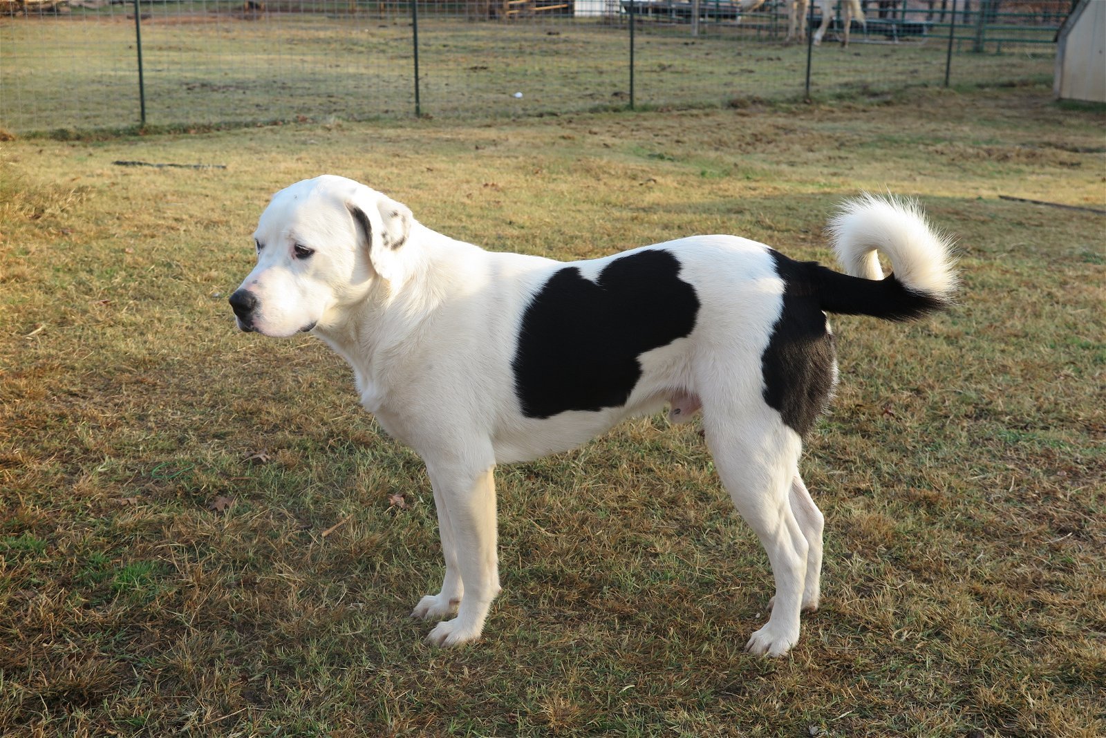 Sponsor Joe Sanctuary 2016, a Adoptable mixed breed in Prague, OK image 5/9