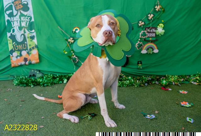 THORNE, Adoptable, Young Male Mixed Breed & Mixed Breed.