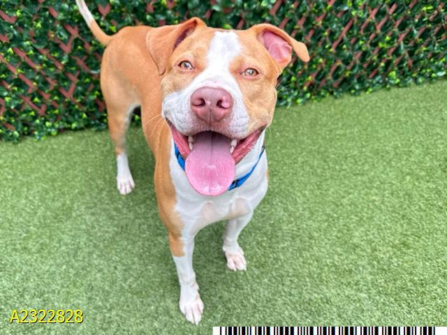 Enlarge THORNE, a Adoptable mixed breed in West Palm Beach, FL image 1/1