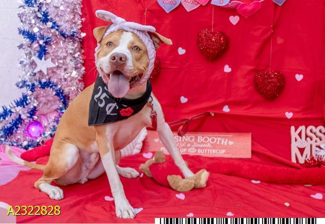 THORNE, Adoptable, Young Male Mixed Breed & Mixed Breed.