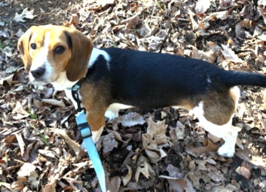 Enlarge Tripp, an adopted Beagle in Lexington, MA image 2/4