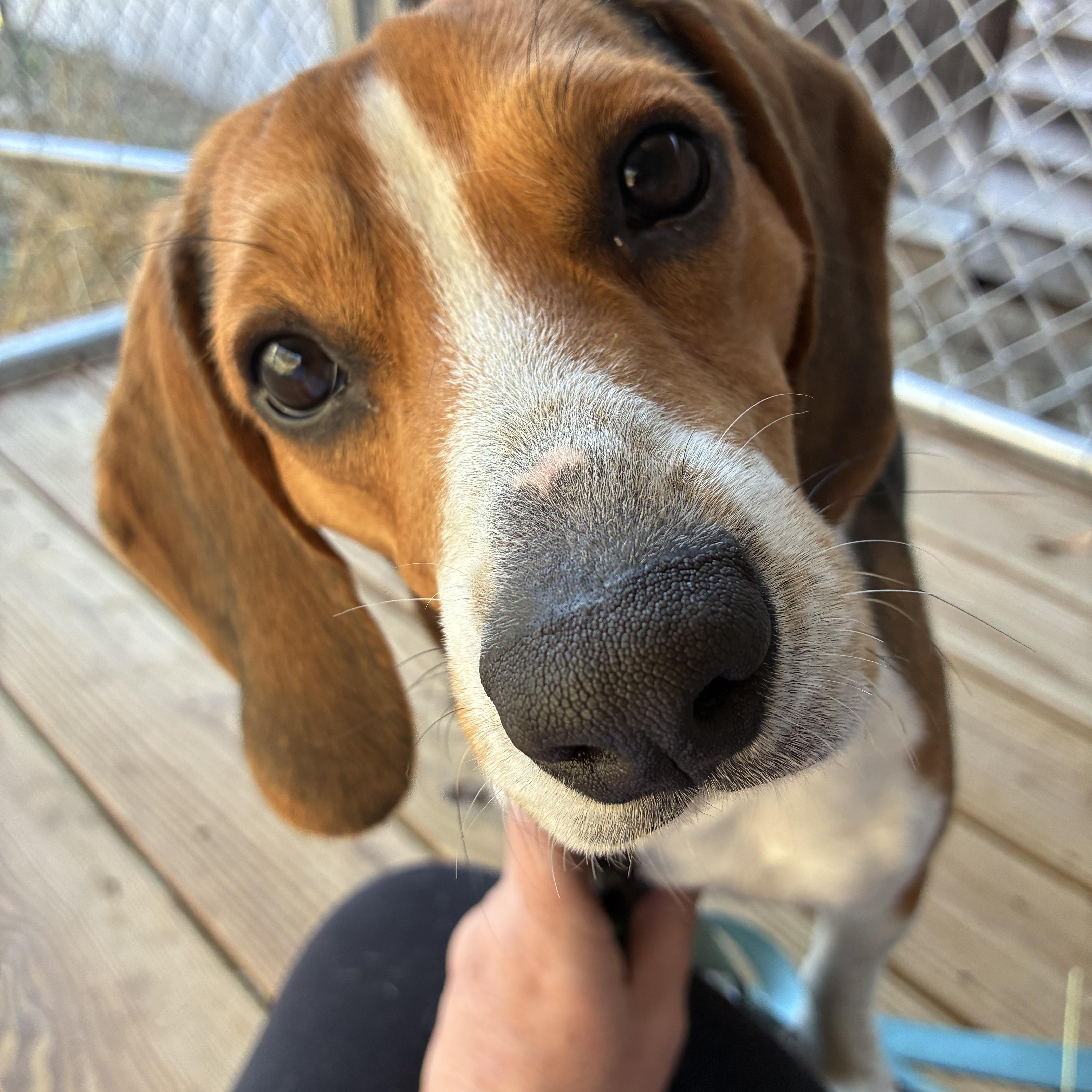 Tripp, adopted, Young Male Beagle.