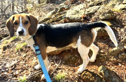 Enlarge Tripp, an adopted Beagle in Lexington, MA image 3/4