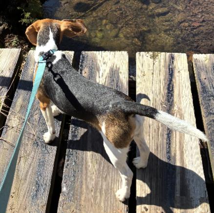 Enlarge Tripp, an adopted Beagle in Lexington, MA image 4/4