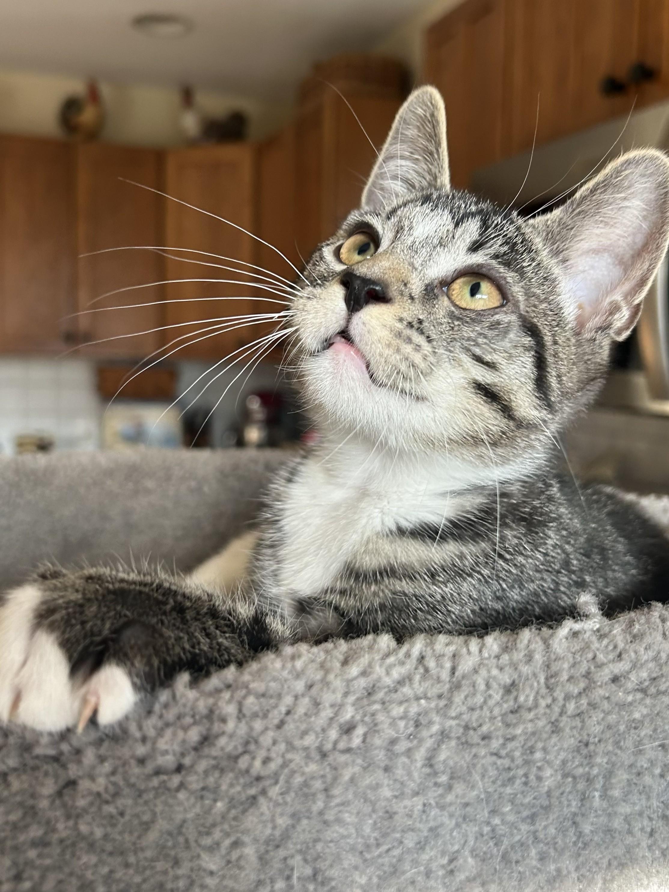 Atom, a Adoptable Tabby in Wayne, NJ image 1/3