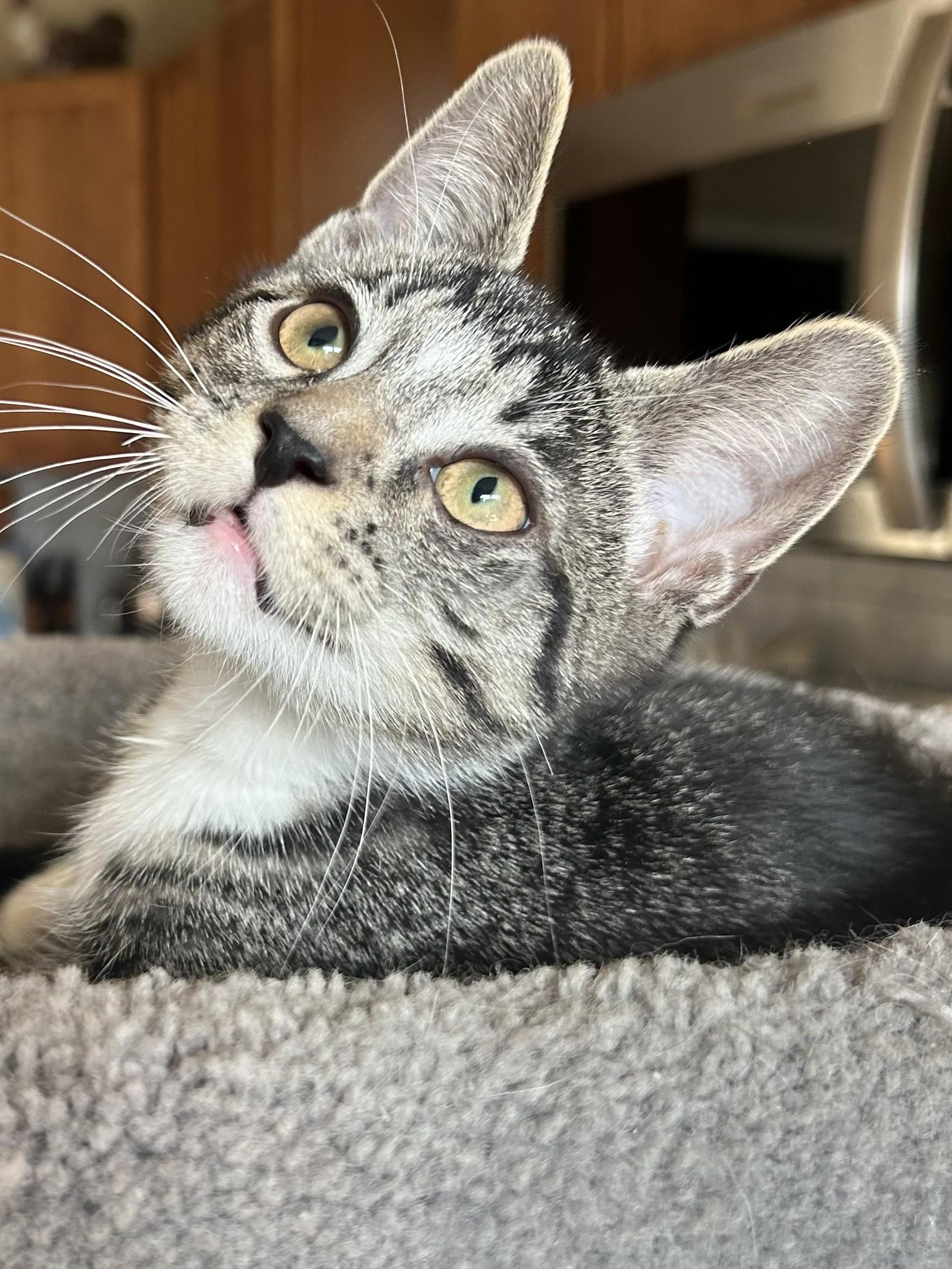 Atom, a Adoptable Tabby in Wayne, NJ image 2/3