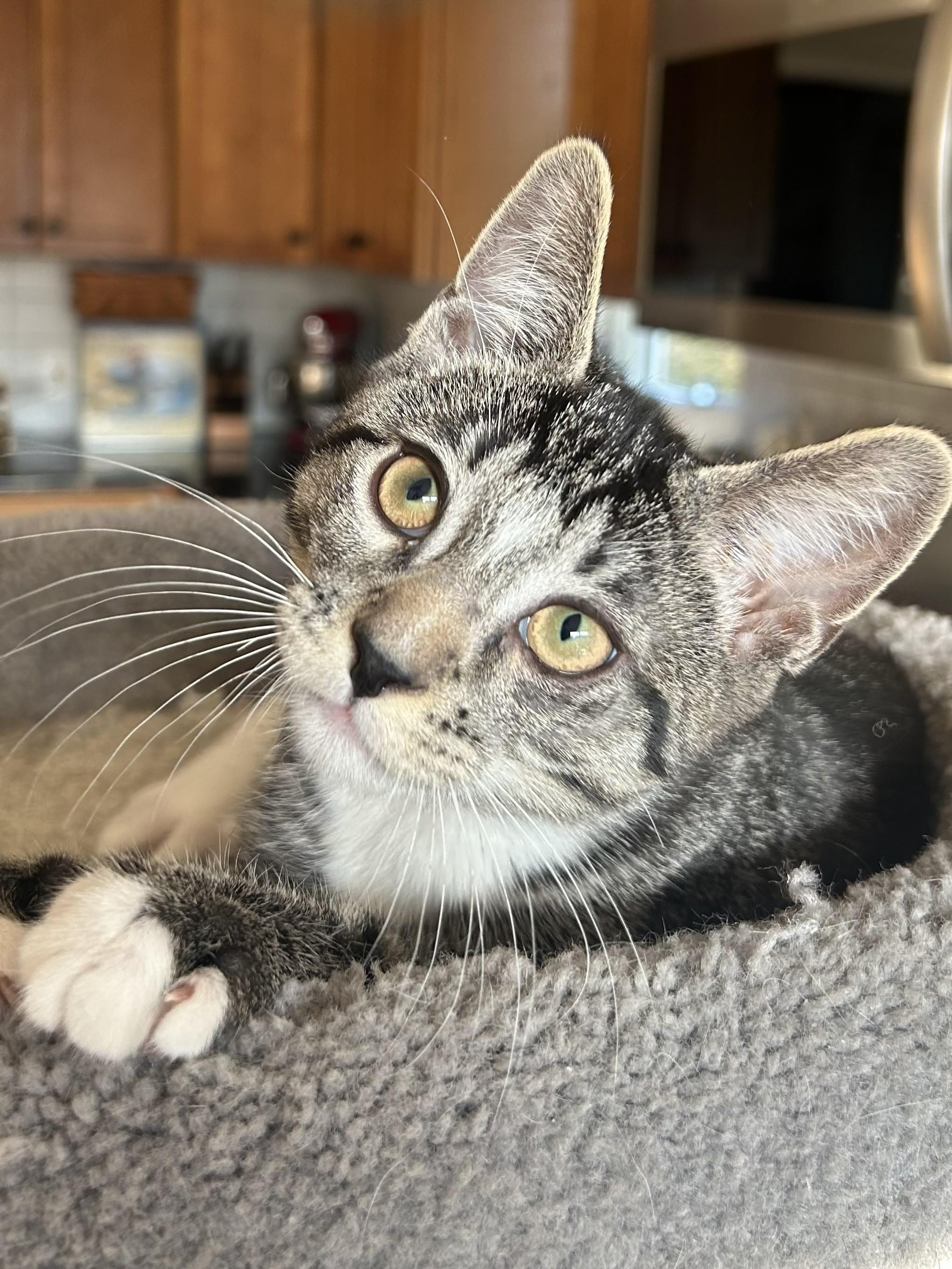 Atom, a Adoptable Tabby in Wayne, NJ image 3/3