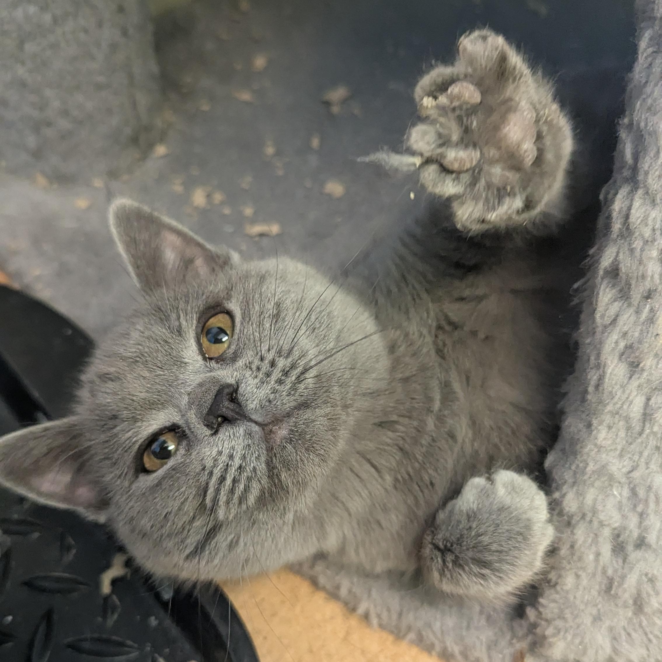 Aurora, a Adoptable Domestic Short Hair in Thayne, WY image 2/4