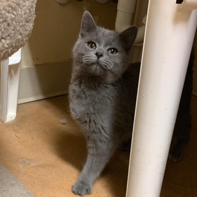 Aurora, Adoptable, Young Female Domestic Short Hair.