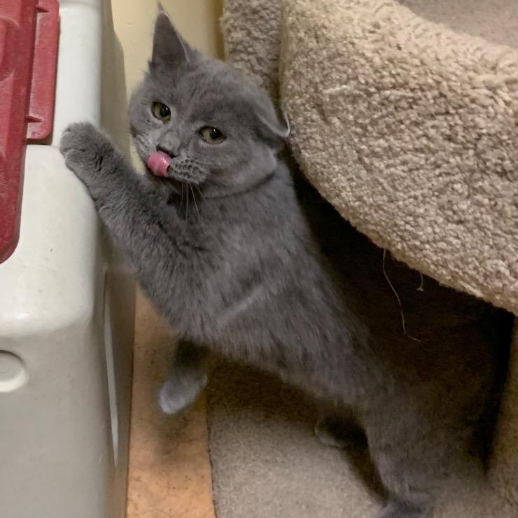 Aurora, a Adoptable Domestic Short Hair in Thayne, WY image 3/4