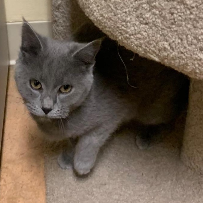 Aurora, a Adoptable Domestic Short Hair in Thayne, WY image 4/4
