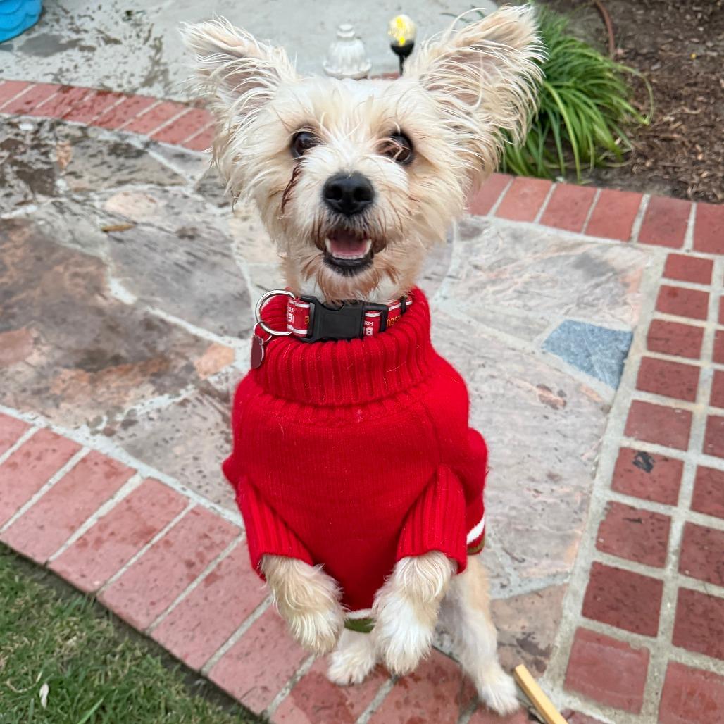 Gucci, a Adoptable mixed breed in Nowata, OK image 1/6