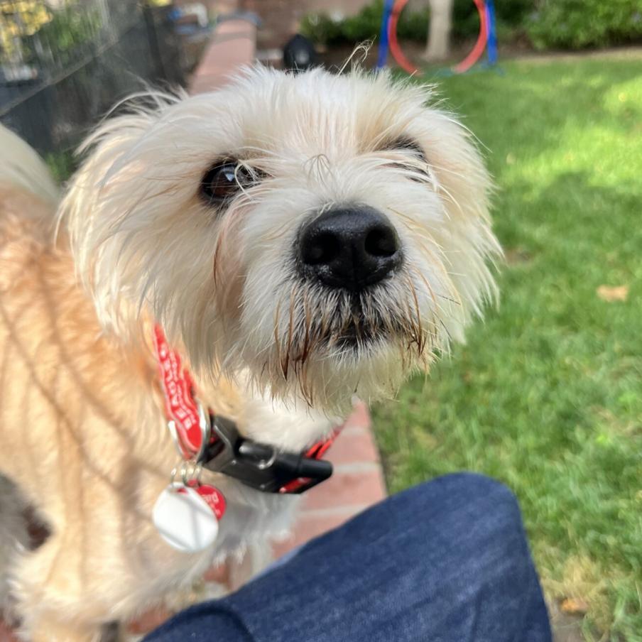 Gucci, a Adoptable mixed breed in Nowata, OK image 2/6