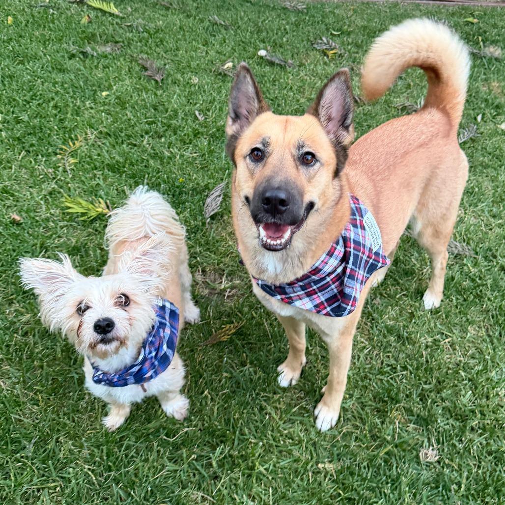 Gucci, Adoptable, Adult Male Terrier & Mixed Breed.